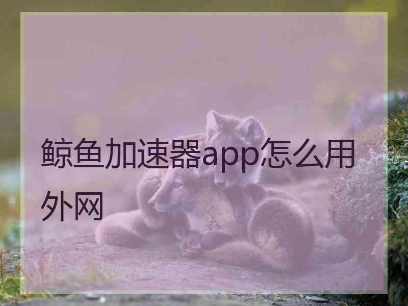 鲸鱼加速器app怎么用外网