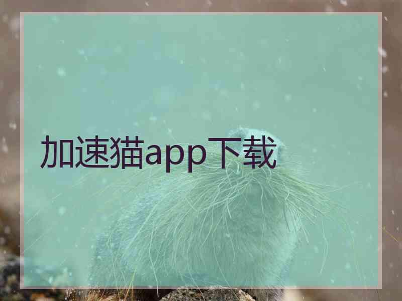 加速猫app下载